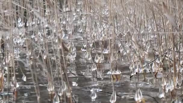 Première Gelée Sur Lac Sur Des Billes Herbe Haute Glace — Video