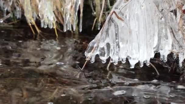 Erste Fröste Auf Dem Seegras Ufer Eiszapfen — Stockvideo