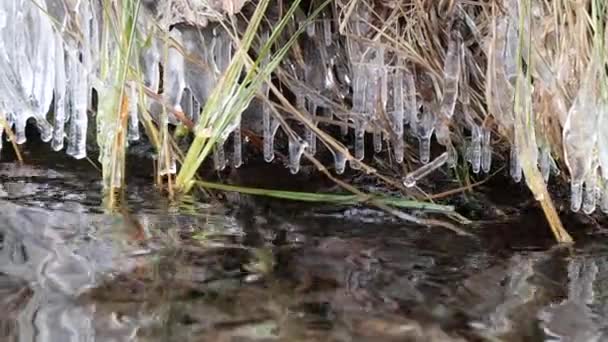 Erste Fröste Auf Dem Seegras Ufer Eiszapfen — Stockvideo