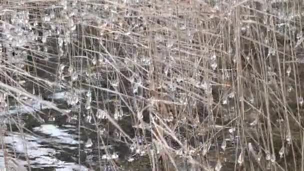 Primeira Geada Lago Bolas Grama Alta Gelo Grânulos Icicles Vento — Vídeo de Stock