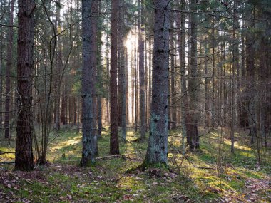 Eski köknar ormanı güneşi 2020 'de dalların arasında parlıyordu.