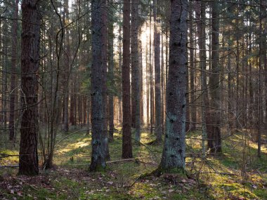 Eski köknar ormanı güneşi 2020 'de dalların arasında parlıyordu.