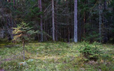 Eski köknar ormanı güneşi 2020 'de dalların arasında parlıyordu.