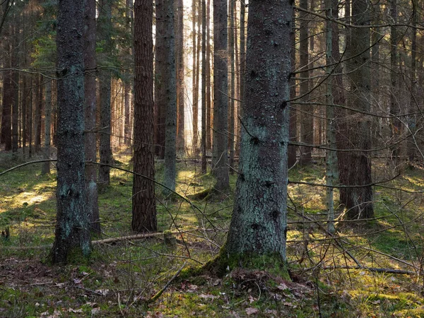 Viejo Sol Bosque Abeto Oscuro Que Brilla Través Las Ramas — Foto de Stock