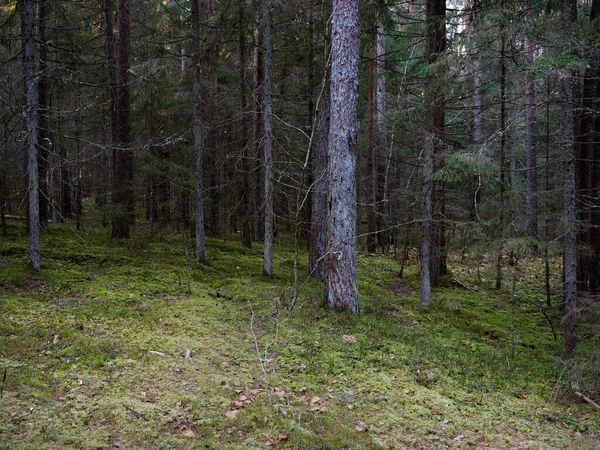 Viejo Sol Bosque Abeto Oscuro Que Brilla Través Las Ramas — Foto de Stock