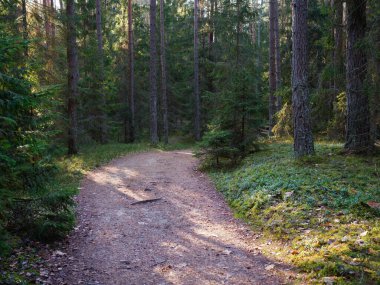 2020 köknar ağaçları arasında karanlık bir ormanda dar dolambaçlı yol.