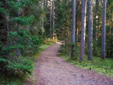 2020 köknar ağaçları arasında karanlık bir ormanda dar dolambaçlı yol.