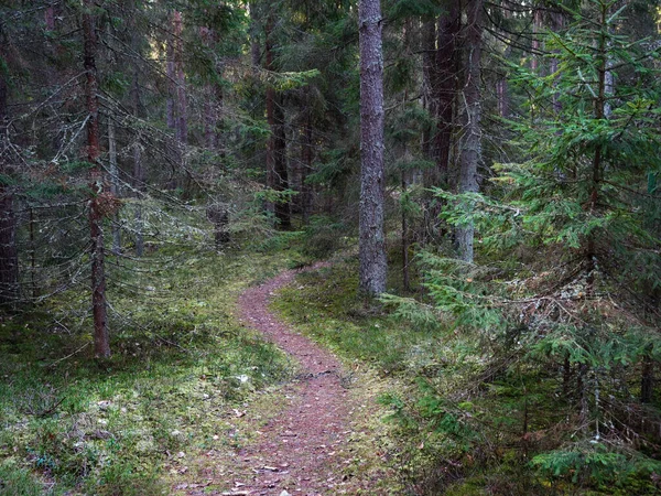 Estrecho Sendero Sinuoso Bosque Oscuro Entre Abetos 2020 —  Fotos de Stock