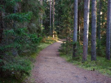 2020 köknar ağaçları arasında karanlık bir ormanda dar dolambaçlı yol.