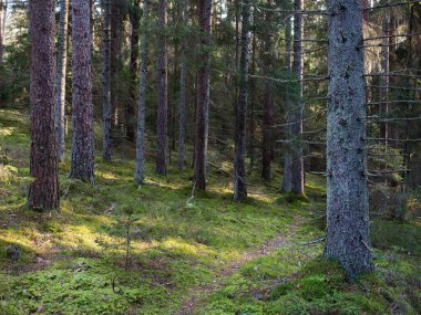 Eski köknar ormanı güneşi 2020 'de dalların arasında parlıyordu.
