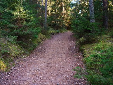 2020 köknar ağaçları arasında karanlık bir ormanda dar dolambaçlı yol.