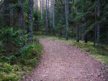 2020 köknar ağaçları arasında karanlık bir ormanda dar dolambaçlı yol.