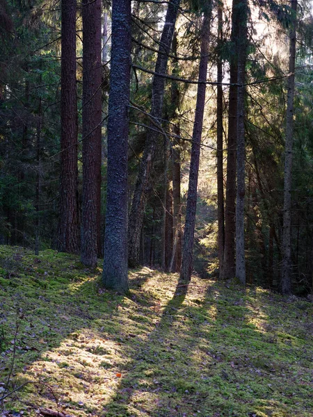 Staré Tmavé Jedle Lesní Slunce Svítí Větvemi 2020 — Stock fotografie