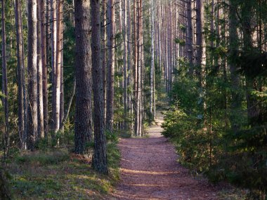 2020 köknar ağaçları arasında karanlık bir ormanda dar dolambaçlı yol.