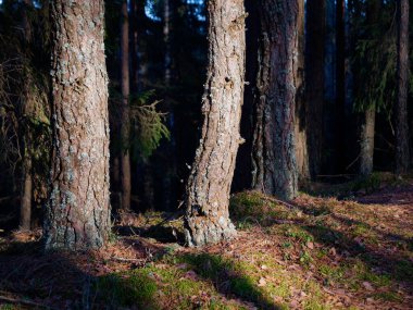 Eski köknar ormanı güneşi 2020 'de dalların arasında parlıyordu.