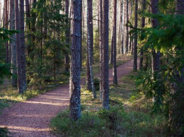 2020 köknar ağaçları arasında karanlık bir ormanda dar dolambaçlı yol.