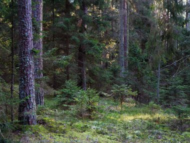 Eski köknar ormanı güneşi 2020 'de dalların arasında parlıyordu.