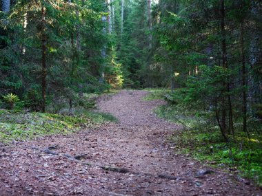 2020 köknar ağaçları arasında karanlık bir ormanda dar dolambaçlı yol.