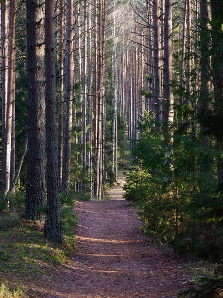 Narrow Winding Trail Dark Forest Fir Trees 2020 — Stock Photo, Image