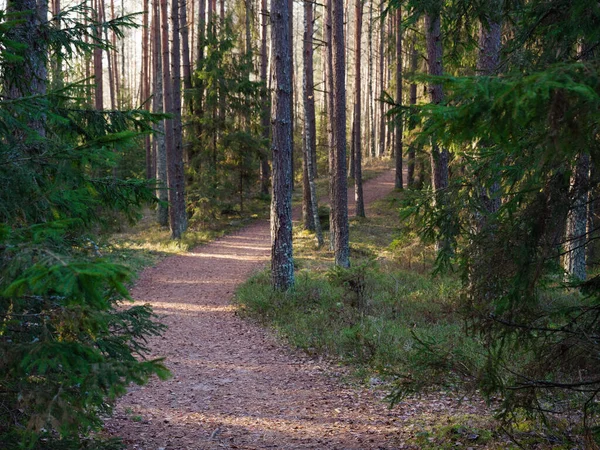 2020 köknar ağaçları arasında karanlık bir ormanda dar dolambaçlı yol.