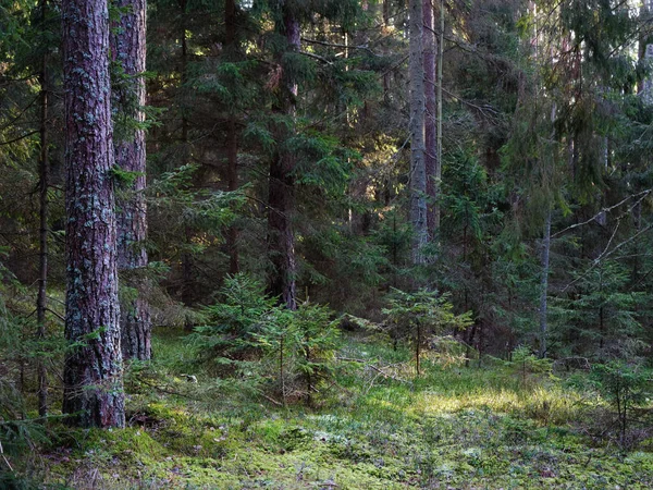 Eski köknar ormanı güneşi 2020 'de dalların arasında parlıyordu.