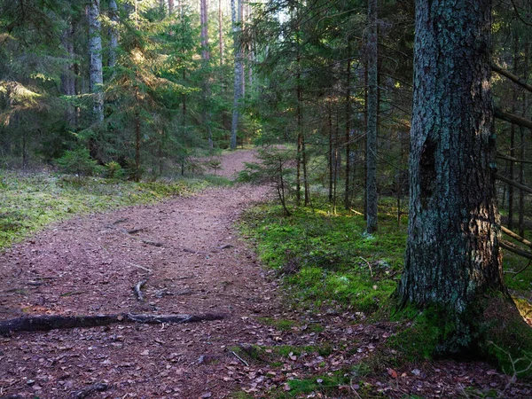 Estrecho Sendero Sinuoso Bosque Oscuro Entre Abetos 2020 —  Fotos de Stock