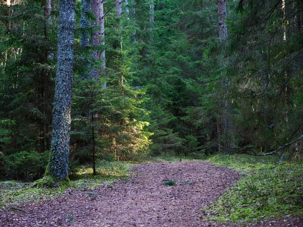 Estrecho Sendero Sinuoso Bosque Oscuro Entre Abetos 2020 —  Fotos de Stock