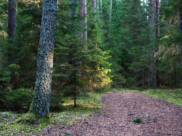 Estrecho Sendero Sinuoso Bosque Oscuro Entre Abetos 2020 —  Fotos de Stock