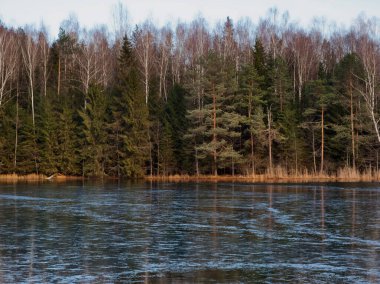 2020 sahilinde orman gölü buz gibi ağaçlarla kaplıydı.