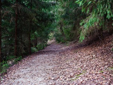 2020 köknar ağaçları arasında karanlık bir ormanda dar dolambaçlı yol.