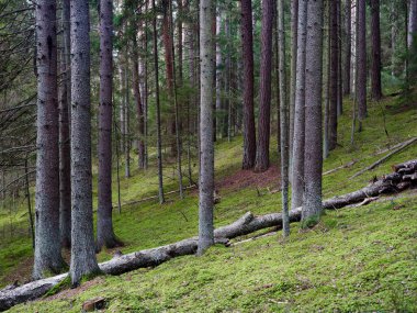 Eski köknar ormanı güneşi 2020 'de dalların arasında parlıyordu.