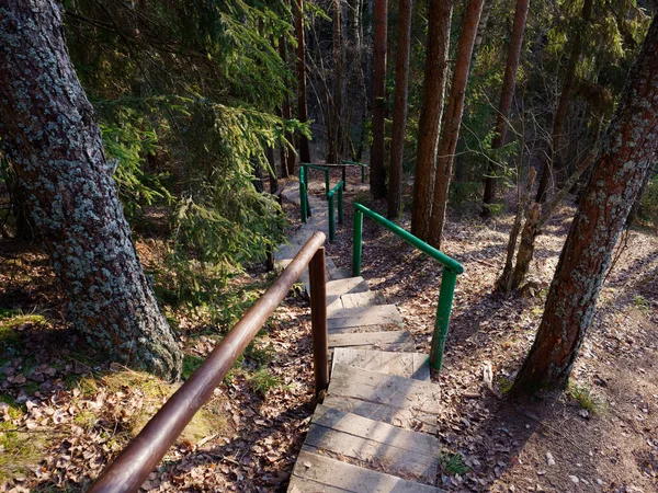 Ξύλινη Σκάλα Στο Λόφο Στο Δάσος 2020 — Φωτογραφία Αρχείου
