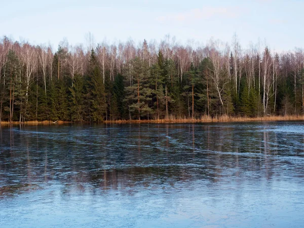 Forest Lake Covered Ice Tall Trees Shore 2020 — Stock Photo, Image
