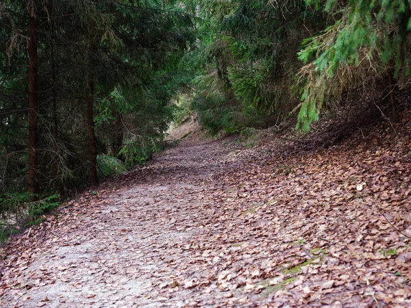 Narrow Winding Trail Dark Forest Fir Trees 2020 — Stock Photo, Image