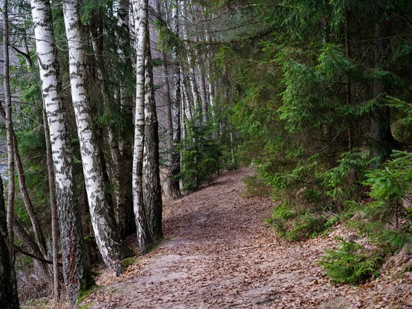 Estrecho Sendero Sinuoso Bosque Oscuro Entre Abetos 2020 —  Fotos de Stock