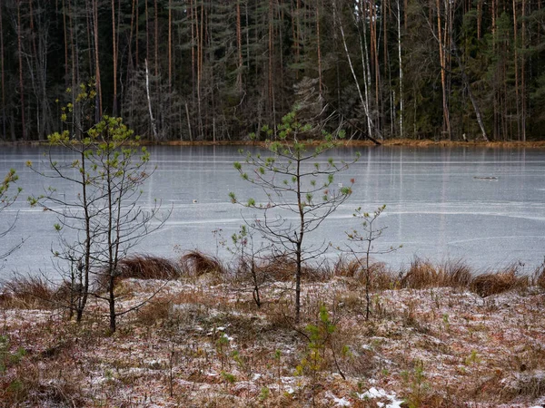 Forest Lake Covered Ice Tall Trees Shore 2020 — Stock Photo, Image