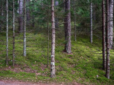 Eski köknar ormanı güneşi 2020 'de dalların arasında parlıyordu.