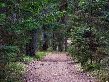 2020 köknar ağaçları arasında karanlık bir ormanda dar dolambaçlı yol.