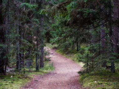 2020 köknar ağaçları arasında karanlık bir ormanda dar dolambaçlı yol.