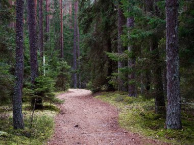 2020 köknar ağaçları arasında karanlık bir ormanda dar dolambaçlı yol.