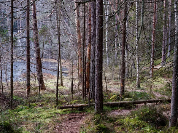 Eski Köknar Ormanı Güneşi 2020 Dalların Arasında Parlıyordu — Stok fotoğraf
