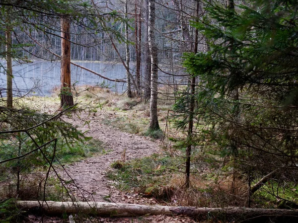 Narrow Winding Trail Dark Forest Fir Trees 2020 — Stock Photo, Image