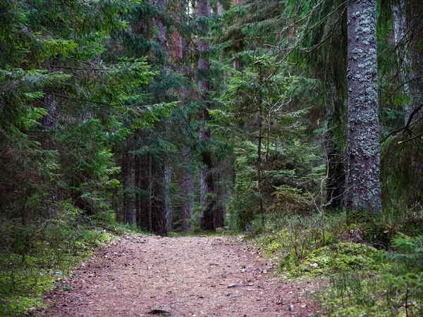 Narrow Winding Trail Dark Forest Fir Trees 2020 — Stock Photo, Image