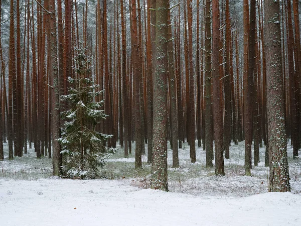 소나무 아름다운 가느다란 나무줄기 2021 — 스톡 사진