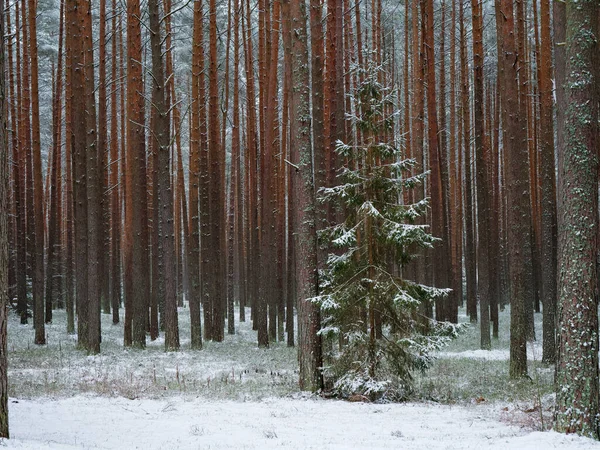 Piękne Smukłe Pnie Drzew Zimowym Lesie Sosnowym 2021 — Zdjęcie stockowe