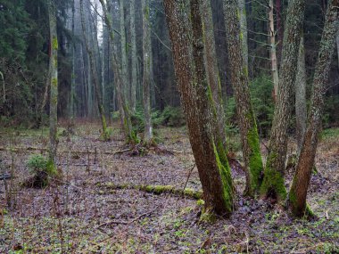 2021 bataklıktaki yoğun karanlık bir orman.