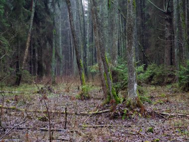 2021 bataklıktaki yoğun karanlık bir orman.