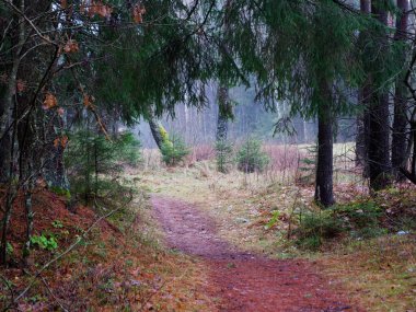 2021 kırmızı yolu olan yoğun koyu ladin ormanı.