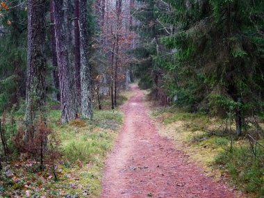 2021 kırmızı yolu olan yoğun koyu ladin ormanı.