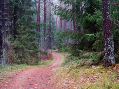 2021 kırmızı yolu olan yoğun koyu ladin ormanı.